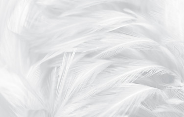 Fototapeta na wymiar Macro photo of beautiful white and gray feathers vintage texture line background. 