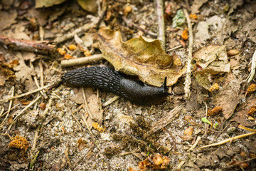 Close-up of the black slug (black arion, European black slug, or large black slug) Arion ater on a forest litter