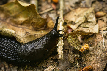 Close-up of the black slug (black arion, European black slug, or large black slug) Arion ater on a forest litter