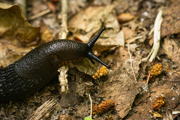 Close-up of the black slug (black arion, European black slug, or large black slug) Arion ater on a forest litter