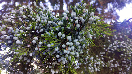 needles and inflorescences of fir in the form of blue peas close-up