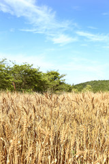 小麦畑　茨城　桜川市