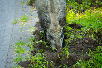 Wild Boar Dugging The Soil