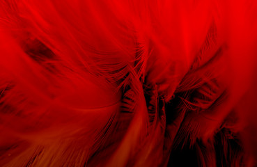 Macro photo of beautiful red dark feathers vintage texture line background. 