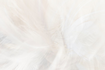 Macro photo of beautiful softness white feathers vintage texture line background. 