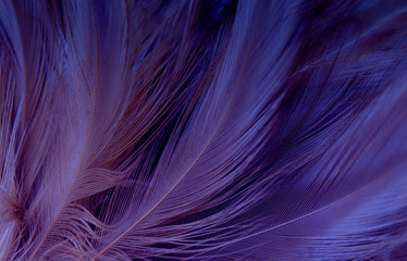 Macro photo of beautiful purple feathers vintage texture line background. 