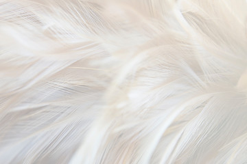 Macro photo of beautiful softness white feathers vintage texture line background. 