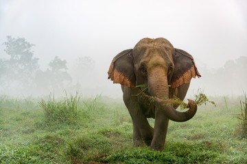 Fototapeta na wymiar Golden Triangle Asian Elephant Camp, Chiang Rai