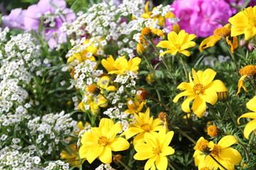 Flowers In Bloom, Banff National Park, Alberta