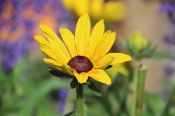 Summers Golden Bloom, Banff National Park, Alberta