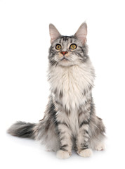 Obraz premium maine coon cat