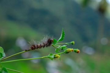 Dead caterpillar on a leaf