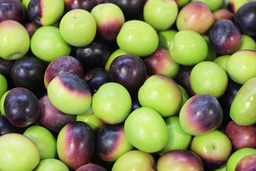 Fresh harvest of olives for brining