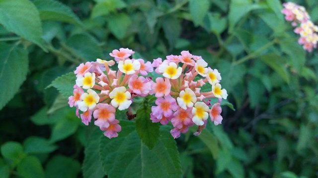 flowers in the garden