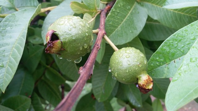 green guawawa on tree