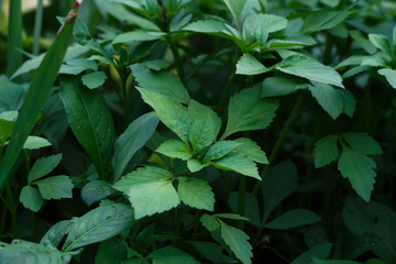 green leaves background