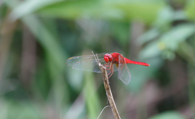 red dragonfly on a leaf