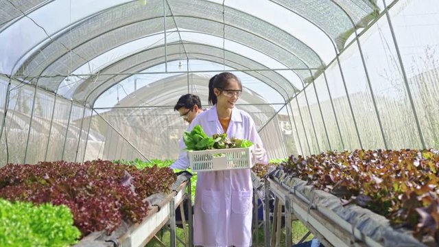 Scientists test food lab the solution, Chemical inspection, Check freshness  at organic, hydroponic farm.