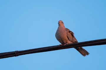 A Dove Perched on an Electric Wire at Sunset