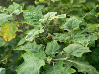 Eggplant That do not have flowers and children of the eggplant Due to many factors such as soil imperfection Or the lack of water for fruiting