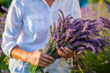Bunch of lavender in a hands. 