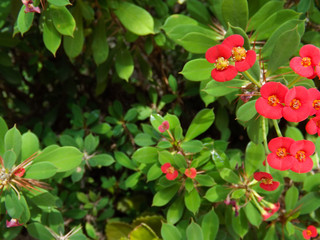 Obraz premium close up of small red flowers