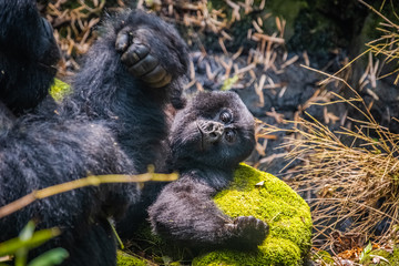 Young gorillas of the Kwitonda group playing on the slope of Gahinga volcano in Rwanda