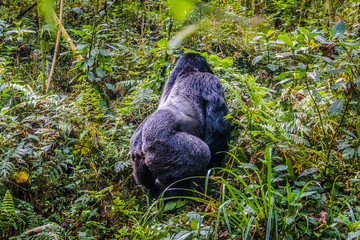 Silverback gorilla of the Kwitonda group climbing on the slope of Gahinga volcano in Rwanda © Yann