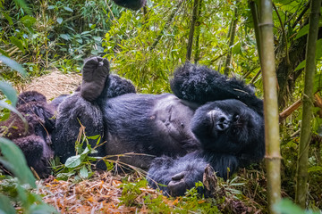 Nap time for silverback gorilla of the Kwitonda group on the slope of Gahinga volcano in Rwanda © Yann