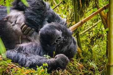 Silverback gorilla of the Kwitonda group resting on the slope of Gahinga volcano in Rwanda © Yann