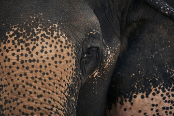 Close-up of Captive Elephant