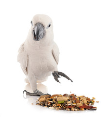 White cockatoo in studio © cynoclub