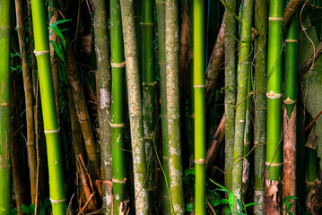 Bamboo