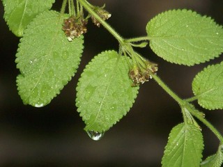 Gota de orégano