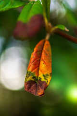 butterfly on leaf