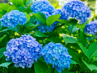 Inflorescences of blue hydrangea in the garden