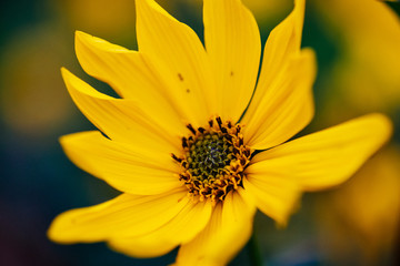 yellow flower macro