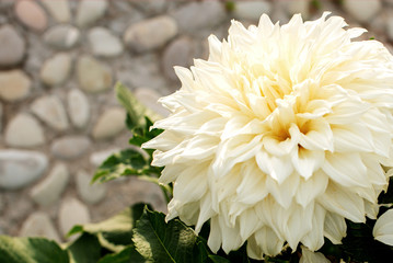 Dahlia. white large summer flower in the garden. gardening