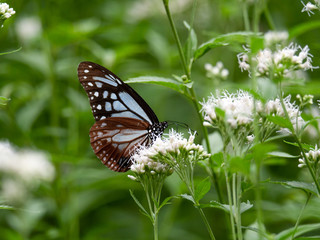 Obraz premium アサギマダラ（横）9