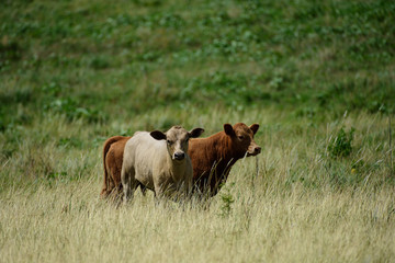 Calf at dairy farm. Calves on a fresh green meadow, standing side by side.