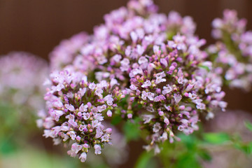Oregano plant. macro shot, close-up, field lilac fragrant flowers. Organic natural seasoning.