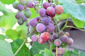 ripe grapes in my garden in August