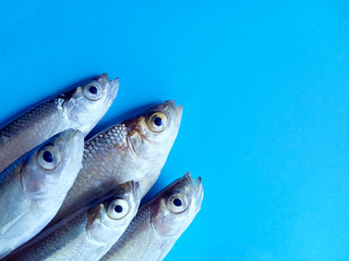 Flat lay pile of bleak fish on blue background with blank space for text. Top view fresh seafood on the table for menu concept. Catch from the lake, river.