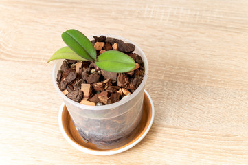 small Orchid flower in pot top view