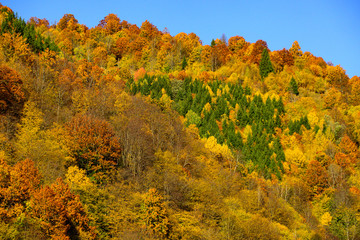 Yellow red autumnal wallpaper. Autumn forest nature.
