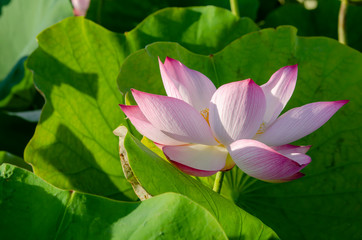 Lotus flower blooming in summer pond with green leaves as background