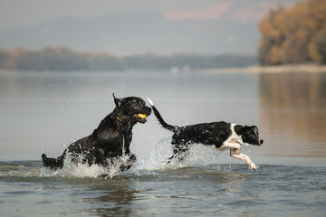 isolated black and white border collie and a black labrador dog running with a yellow ball on the...