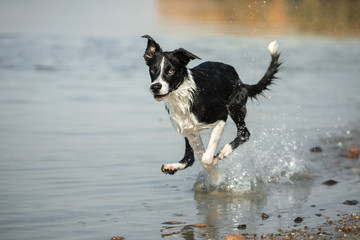 isolated black and white border collie dog running in shallow water