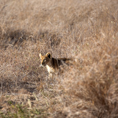 A Lion cub out in the early morning sunshine. Kenya. Square Composition.	
