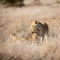 A Lion  with cubs out in the early morning sunshine. Kenya. Square Composition.	
